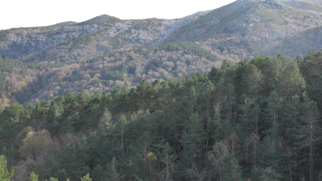 Abedular de Montederramo