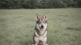 Alberto Delobos, educador canino, desvela cómo hacer el match ideal con un perro: Utiliza esta escala del 1 al 10