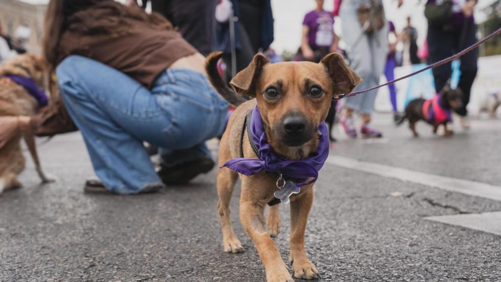Un perrito corriendo la carrera solidaria Perrotón.