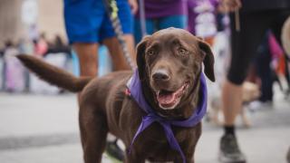 Un perrete corriendo la carrera Perrotón.