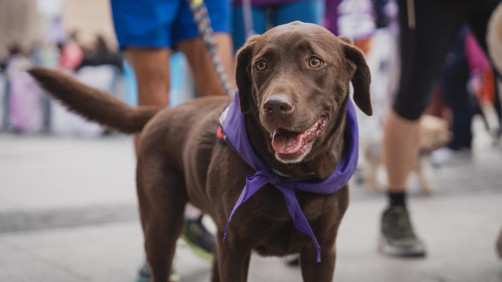 Un perrete corriendo la carrera Perrotón.