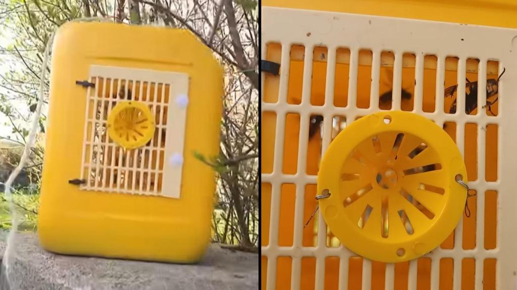 El invento de 2 euros que captura las avispas asiáticas.