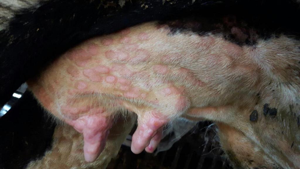 Dermatosis nodular bovina.