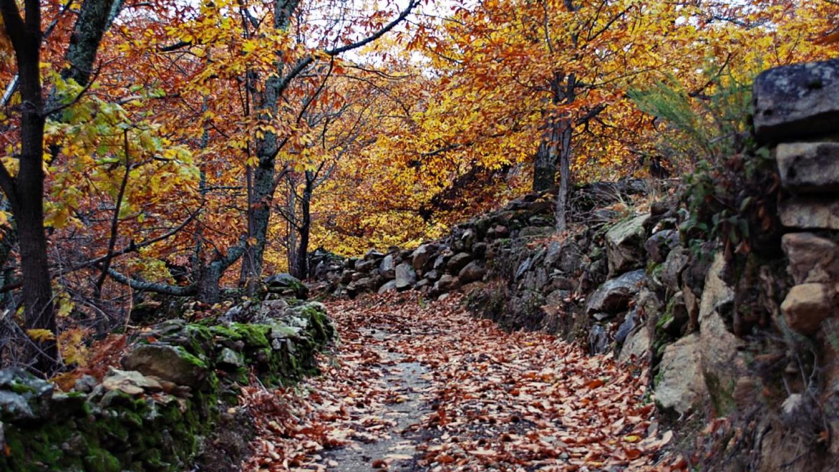 Ruta por el Castañar del Real de San Vicente.