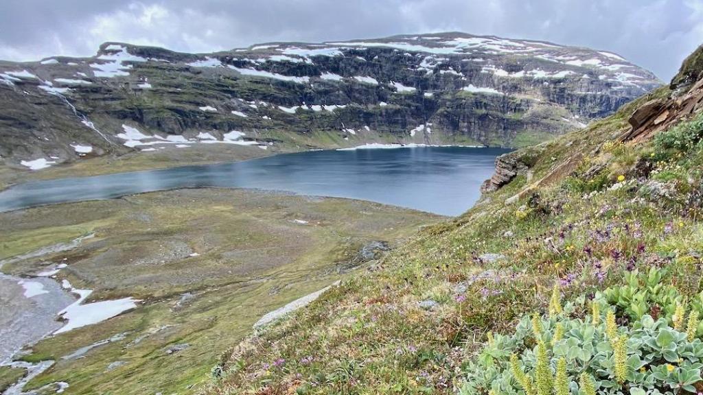 Un arbusto 'Salix lanata' (sauce lanudo) creciendo en el lago Latnjajaure, en Laponia (Suecia).