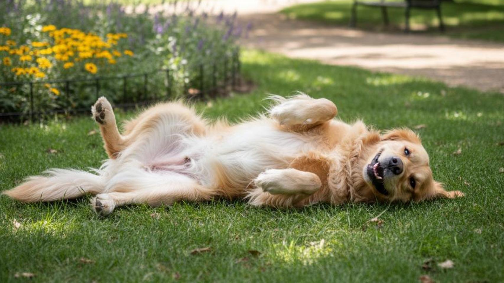 Un perro en un parque.
