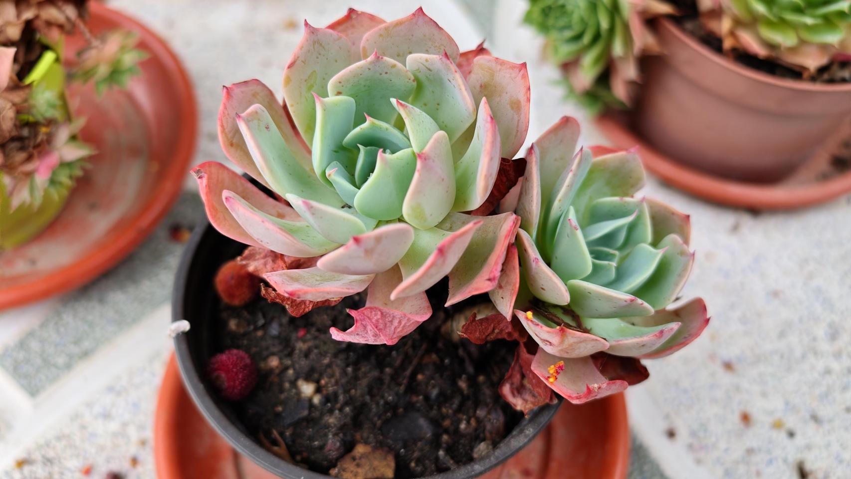 Imágenes tomadas con el Nubia Z70s Ultra