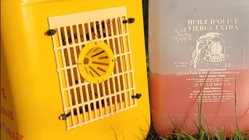 El invento de 2 euros que captura las avispas asiáticas.