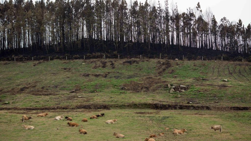 Imagen de una zona de eucaliptos quemada tras un incendio forestal.