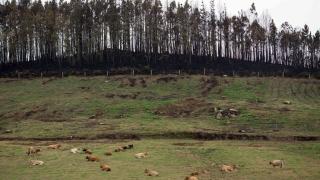 Imagen de una zona de eucaliptos quemada tras un incendio forestal.