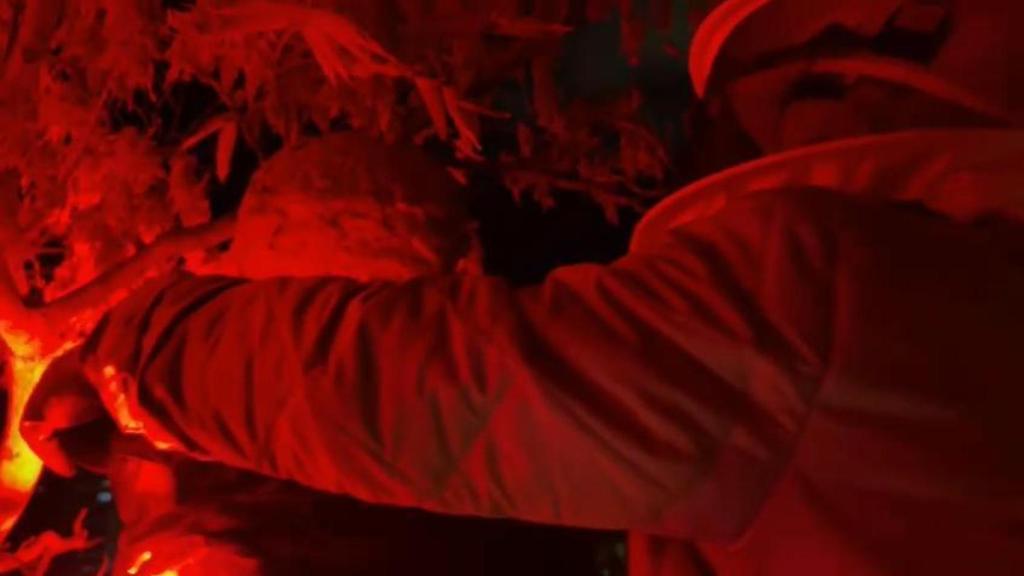 Retirada del nido de avispa asiática.