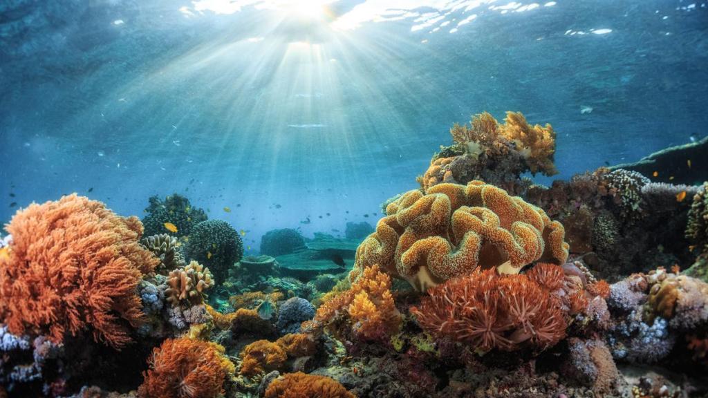 Los arrecifes de coral ayudan a capturar dióxido de carbono.