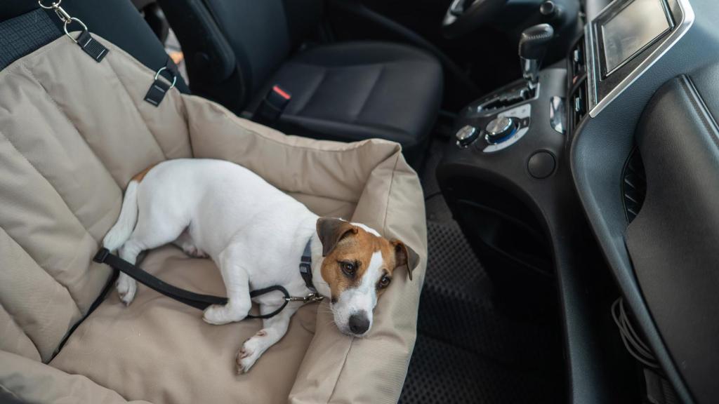 Un perro descansa en el asiento del copiloto