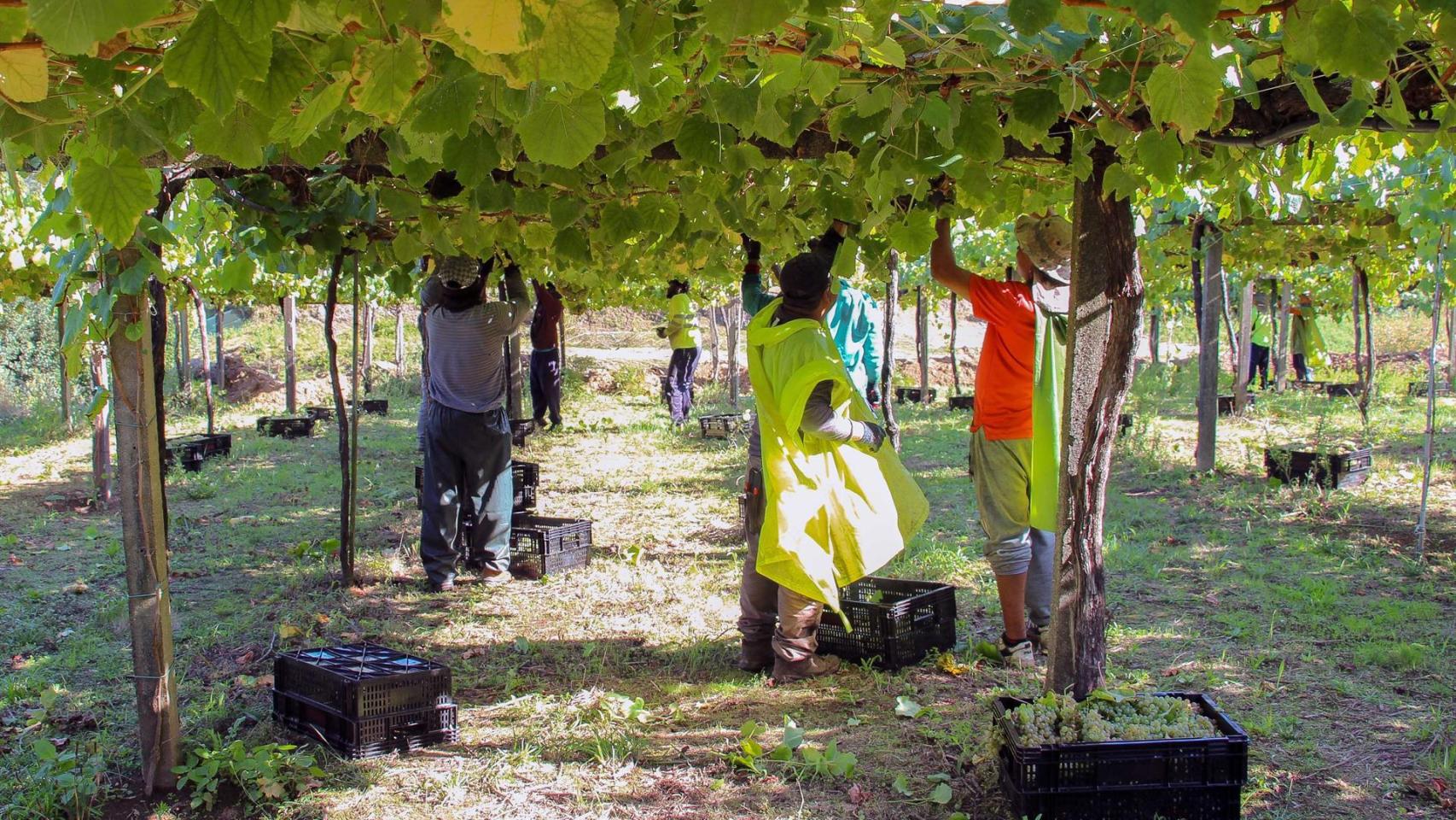 Vendimia en Rías Baixas