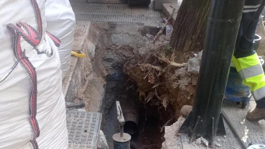 Imágenes del árbol destrozado.