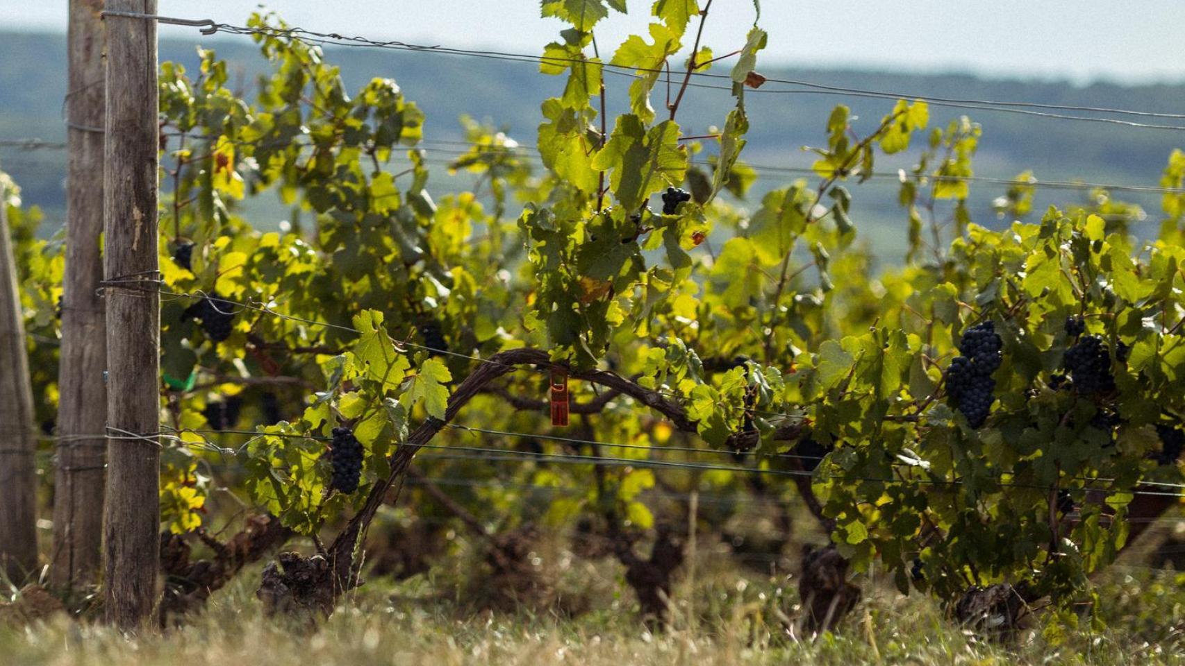 Los viñedos de Telmont en Francia.