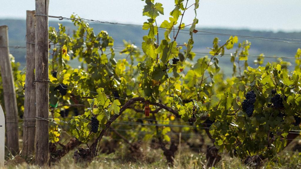 Los viñedos de Telmont en Francia.