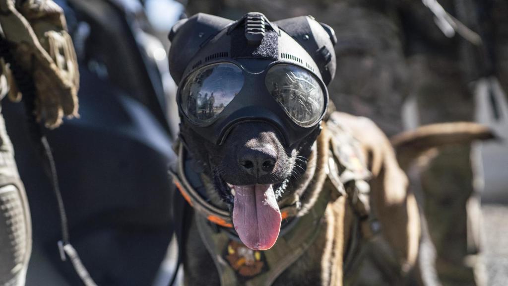 Monkey, uno de los perros K-9 del MOE: estos pueden estar especializados en intervención (ataque) o detección de IEDs (artefactos explosivos improvisados).