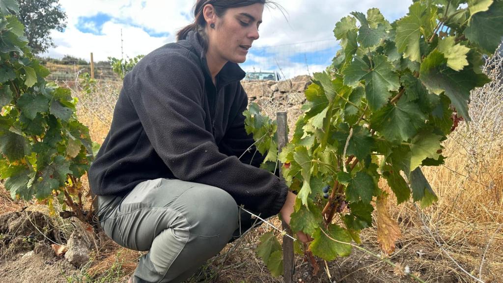 Bárbara Requejo con una de las viñas afectadas por los ataques de los jabalíes.