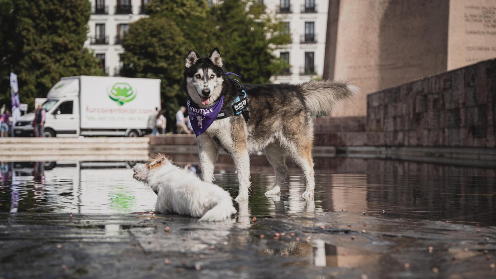 Un perro jugando en la Plaza Colón de Madrid.