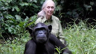Jane Goodall con Wounda en la Reserva Natural de Tchimpounga, en el Congo. Foto: Brice Ngomo / Cortesía de the Jane Goodall Institute