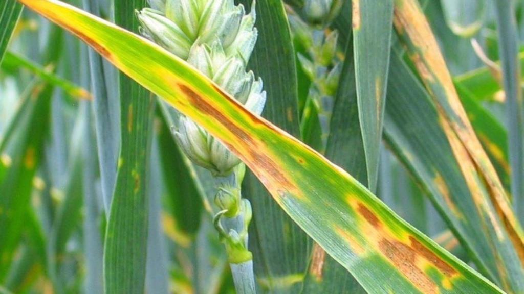 Trigo afectado por los hongos patógenos