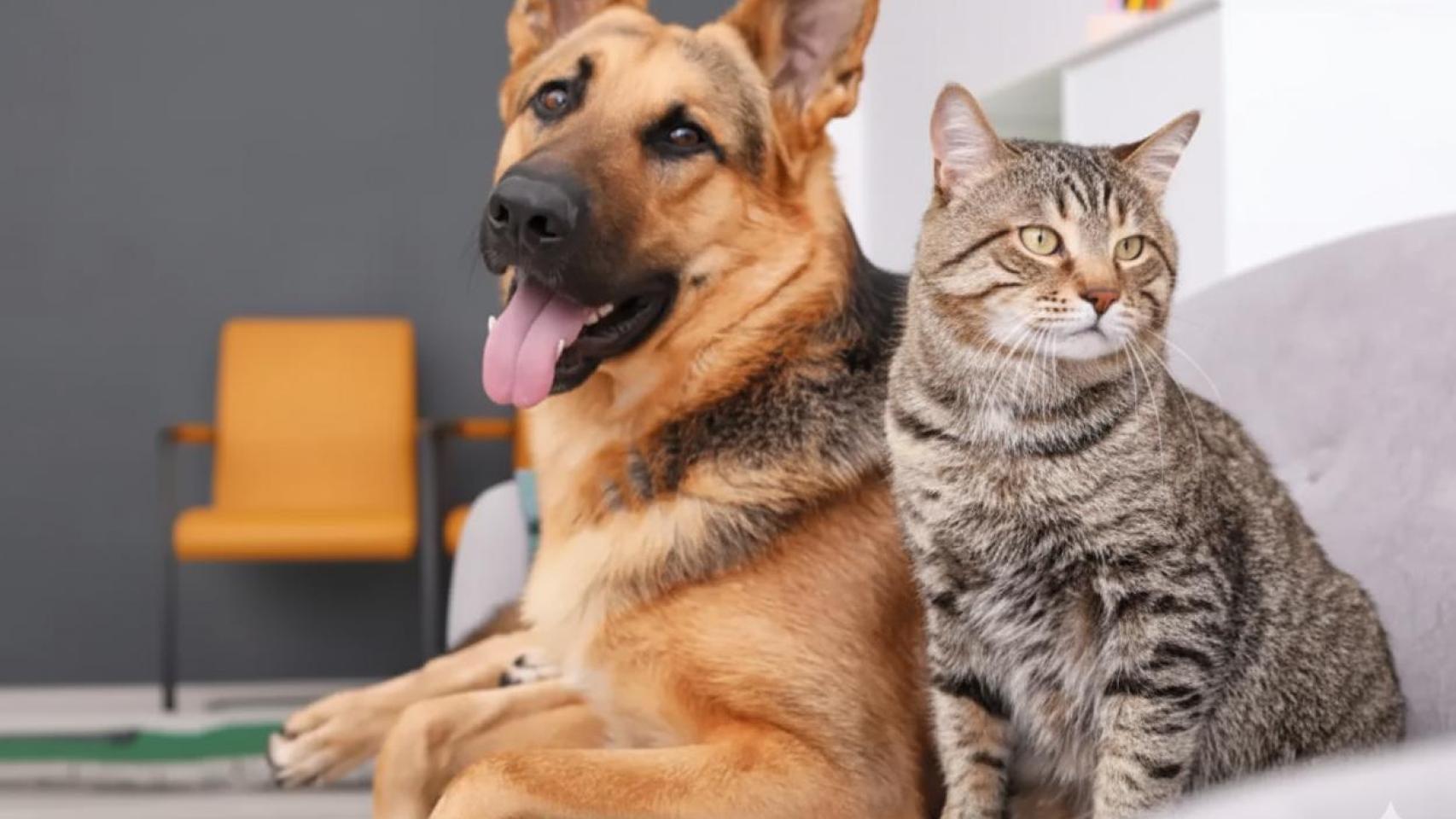 Un perro y un gato.