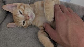 Un gato pequeño rojo.