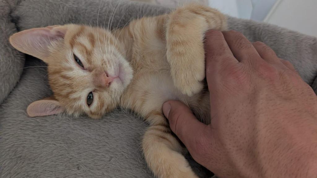 Un gato pequeño rojo.