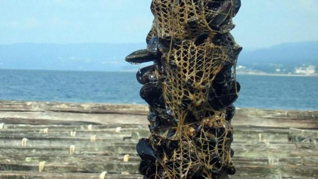 Cuerda de desdoble de mejillones de Lorbé.