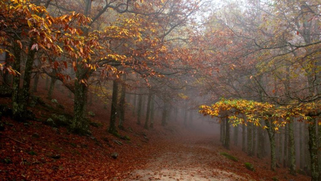 Ruta de la angostura en pleno otoño