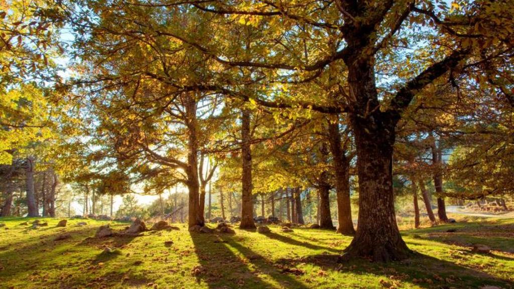 Una preciosa estampa de una de las rutas de la Sierra de Gredos