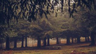 El bosque de Colón, en Poio (Pontevedra)