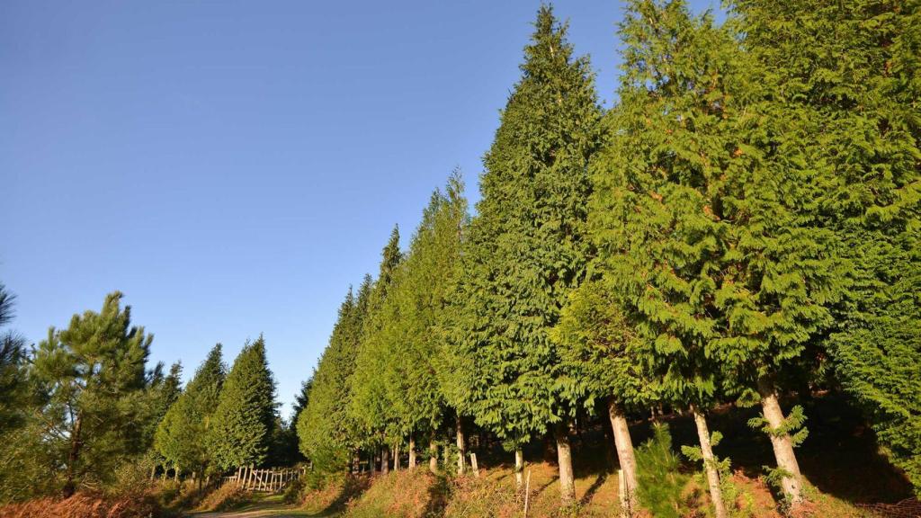 Bosque de Colón, en Poio