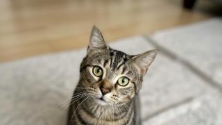 Bagel, el gato de Erin Sharoni.