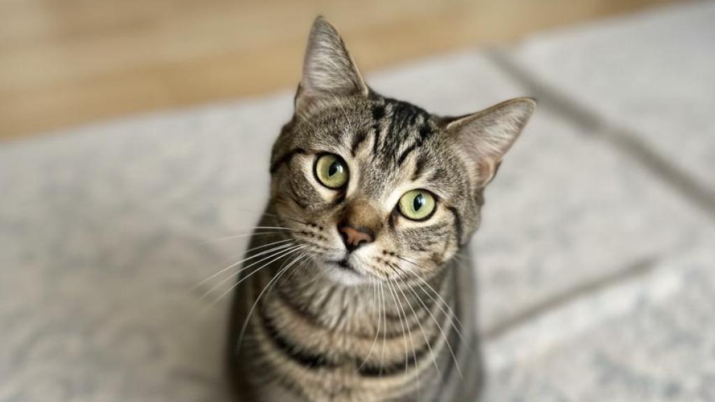 Bagel, el gato de Erin Sharoni.