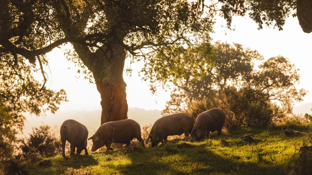 Cerdos ibéricos durante la montanera.