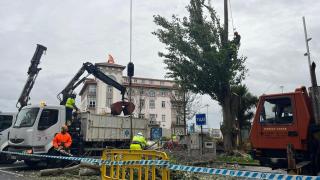 Operarios del ayuntamiento talan un chopo de la plaza de Ourense