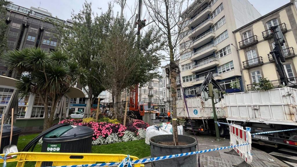 Olmo esperando a ser transplantado