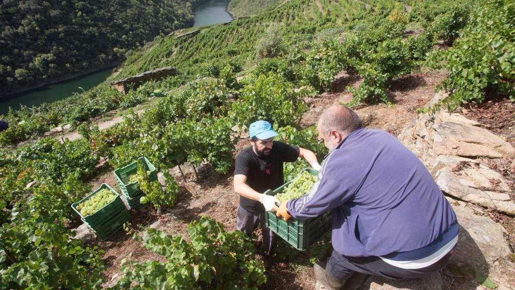 Archivo - Dos miembros de la familia Bendiña colaboran en la recogida de uva godello en los bancales de la Ribeira de Vilachá de Salvadur sobre el Río Sil