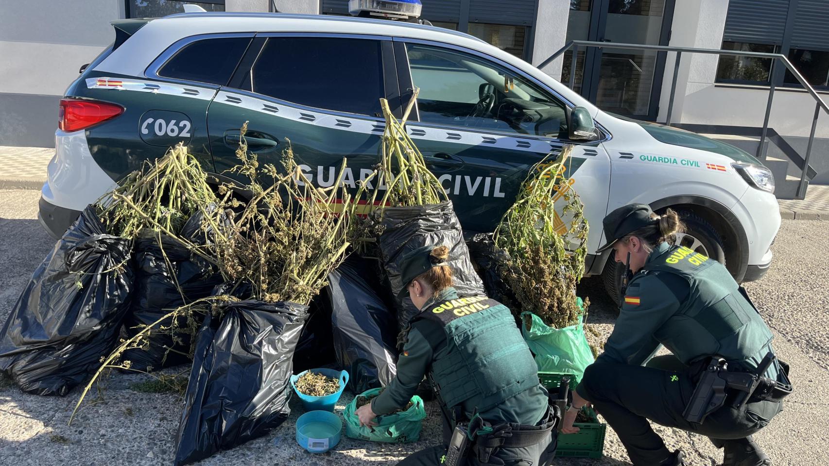 Marihuana incautada en una finca de la Comarca de la Litera
