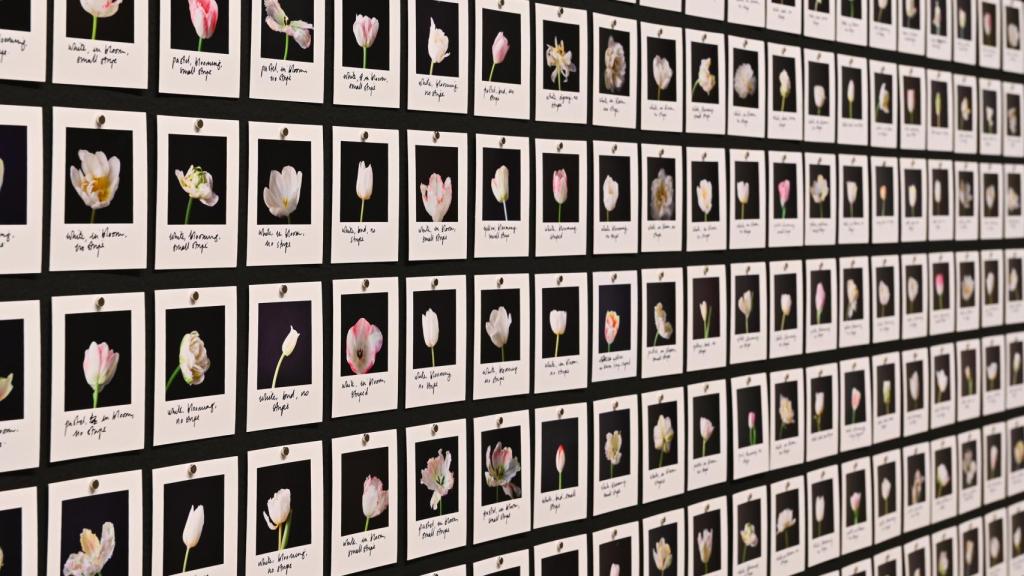 Detalle de la obra 'Myriad (Tulips)' (2018) de Anna Ridler. Foto: Fundación Telefónica