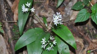 La UDC encuentra poblaciones de planta amenazadas en el entorno del río Barcés, en A Coruña