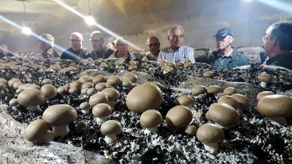 Champiñones de Villanueva de la Jara.