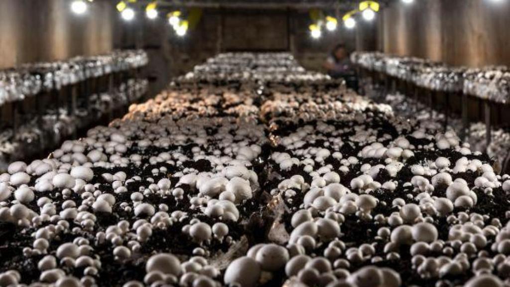 Campo de cultivo de champiñones.