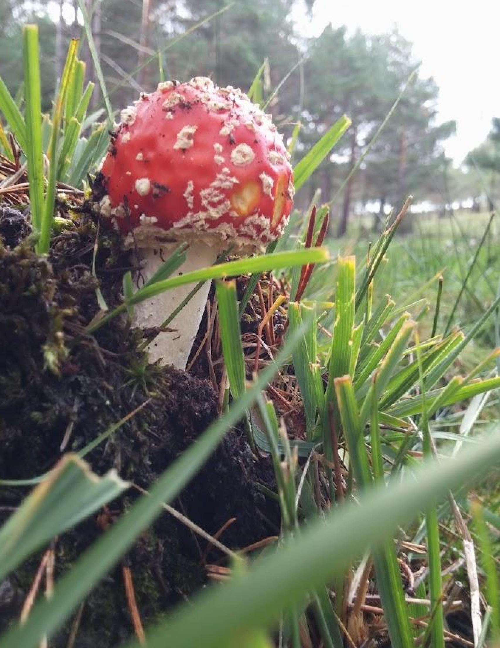 Seta roja que se puede encontrar por la zona de Hontoria del Pinar.