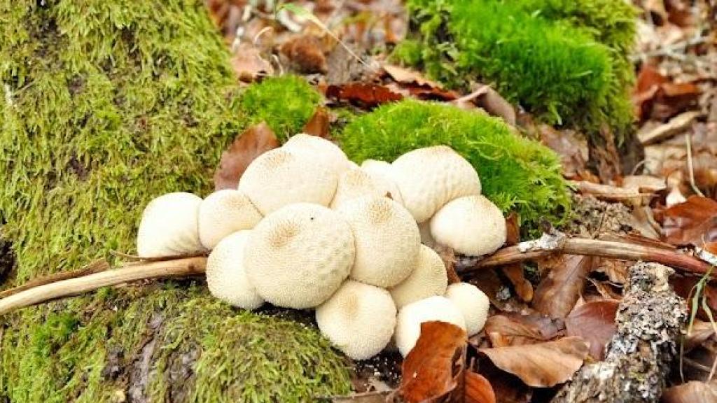 Setas en la Sierra de la Demanda en Burgos.
