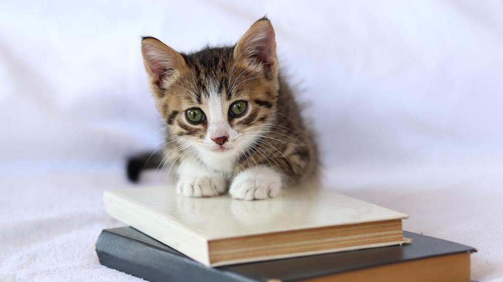 Un gato pequeño encima de libros.