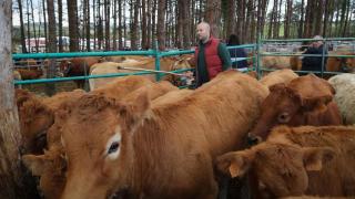 Varias vacas durante la Feria de Muras, Lugo.