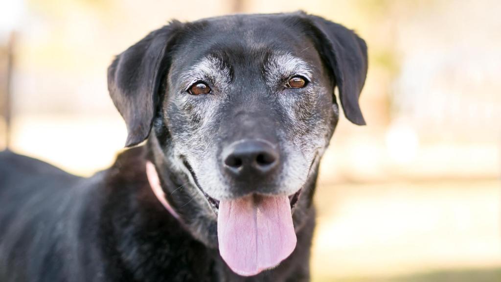 Un perro senior.